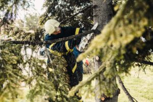 Best Tree Service Griswold, CT 