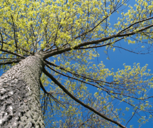 Tree Removal Contractors in East Haddam, CT
